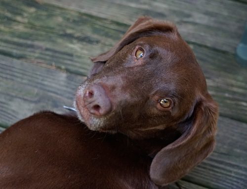 Primera sentencia que define una custodia compartida en un divorcio
